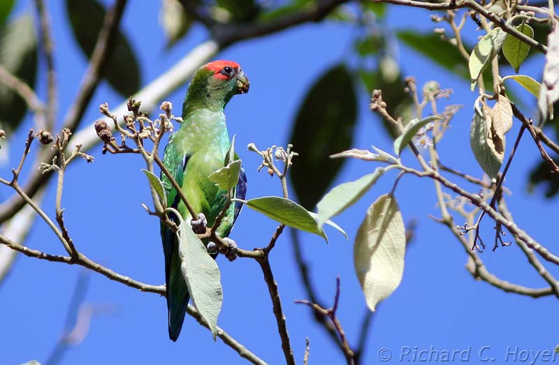 …where Pileated Parrot might be one of the many birds we’ll see.